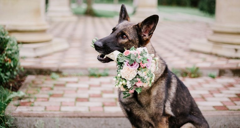 Izbacila šogora s vjenčanja jer je doveo psa: "Nije poštovao naše želje"
