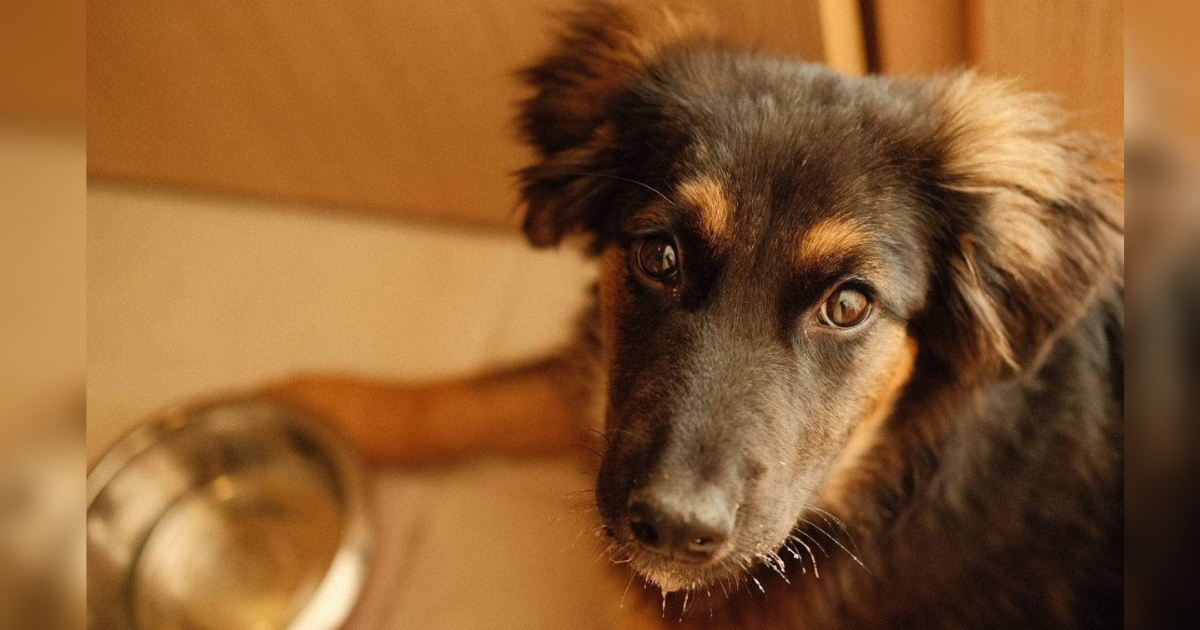 "Brzo uči i vidi se napredak": Preslatka kujica Saška traži svoj stalni dom