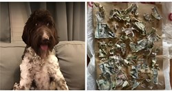 Pas pojeo 4000 dolara koje je našao u omotnici, vlasnici lijepili novčanice