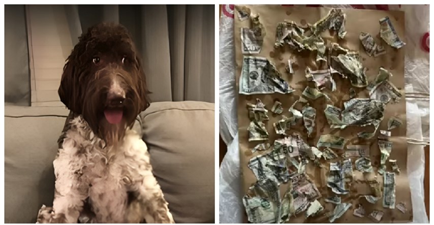 Pas pojeo 4000 dolara koje je našao u omotnici, vlasnici lijepili novčanice