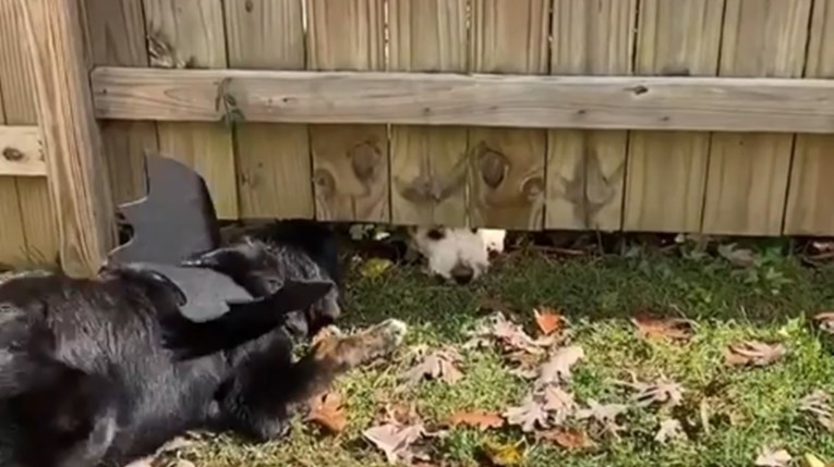 Dva psića nisu dopustila da ih u druženju spriječi ograda u dvorištu