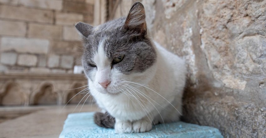 Nakon deložacije mačke Dubrovački muzeji ograničili komentiranje objava na Fejsu