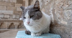 Nakon deložacije mačke Dubrovački muzeji ograničili komentiranje objava na Fejsu
