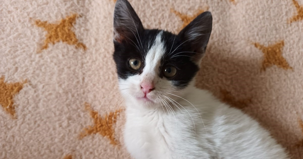 Iza preslatke mace Fleke su liječenje i oporavak, a sada traži novi dom