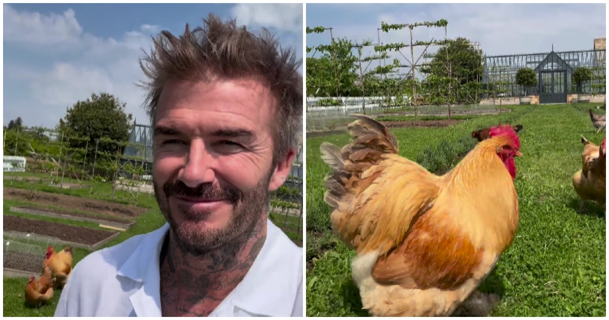 David Beckham pohvalio se novim hobijem, fanovi: "Čak i tvoje kokoši dobro izgledaju"