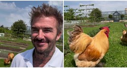 David Beckham pohvalio se novim hobijem, fanovi: "Čak i tvoje kokoši dobro izgledaju"