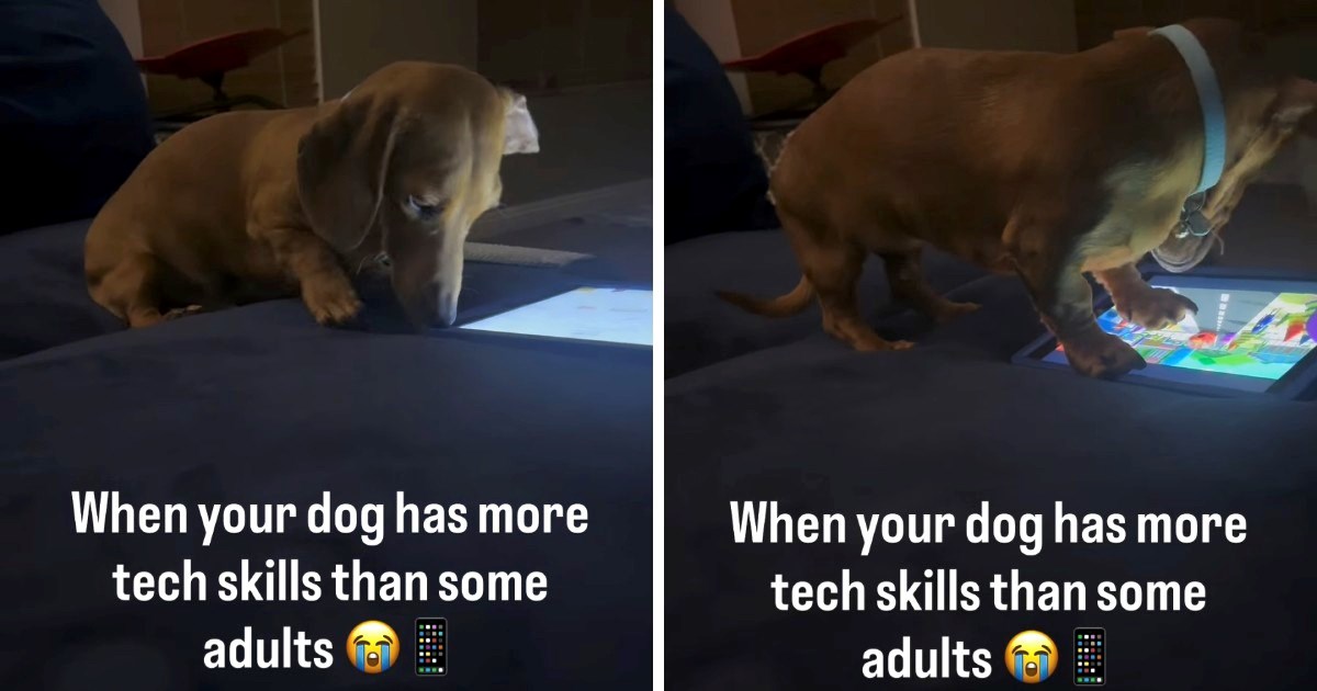 Jazavčar sam bira crtić na iPadu, video je oduševio korisnike Instagrama