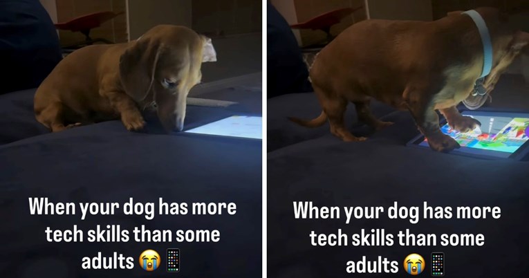 Jazavčar sam bira crtić na iPadu, video je oduševio korisnike Instagrama