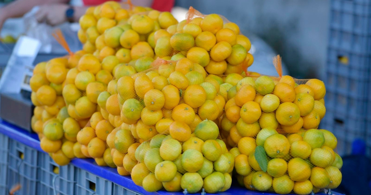 Stigle su prve mandarine, kilogram je oko 1.50 €. Pet razloga da ih jedete češće