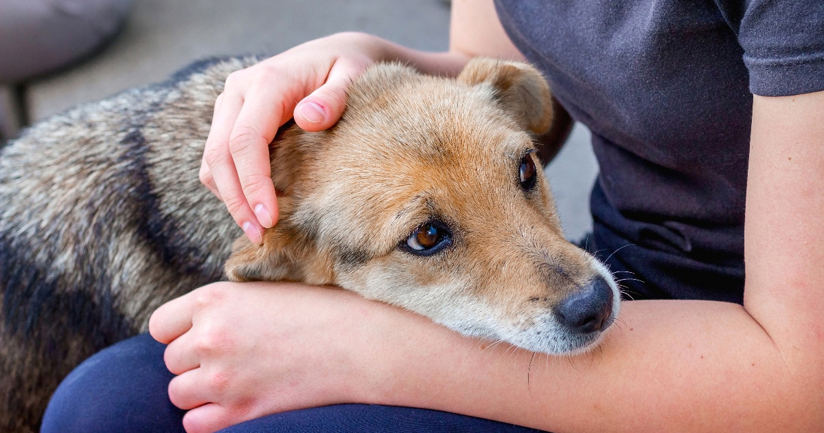 Italija promijenila pravila: Ako vam je pas bolestan, možete na bolovanje