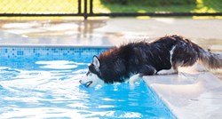 Haski obožava vodu, no plivanje mu nije jača strana