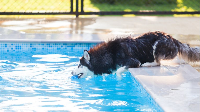 Haski obožava vodu, no plivanje mu nije jača strana