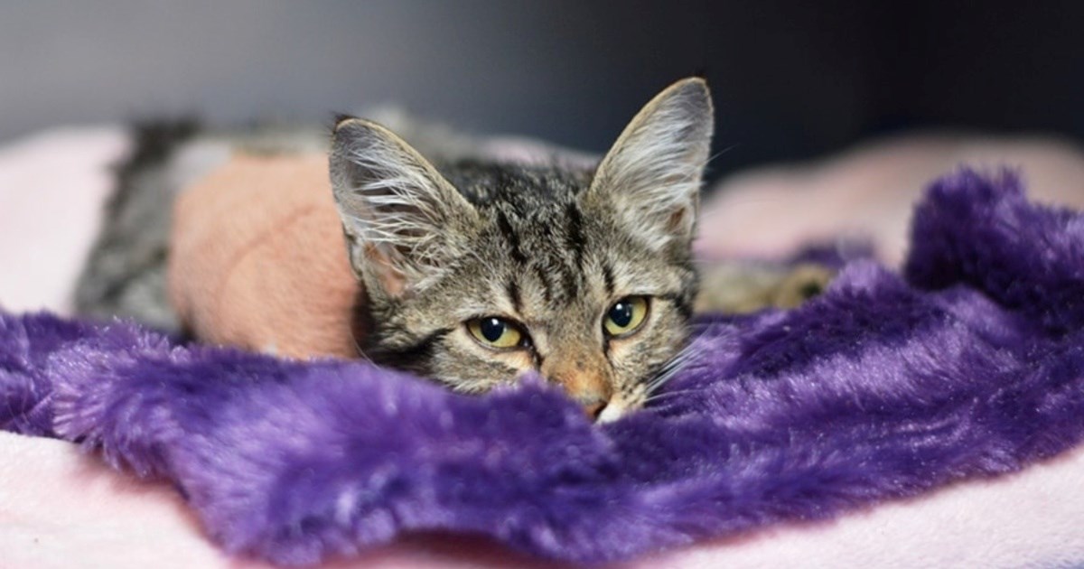 Preslatka maca Ruža provodi dane u azilu. Možete li joj pružiti dom?