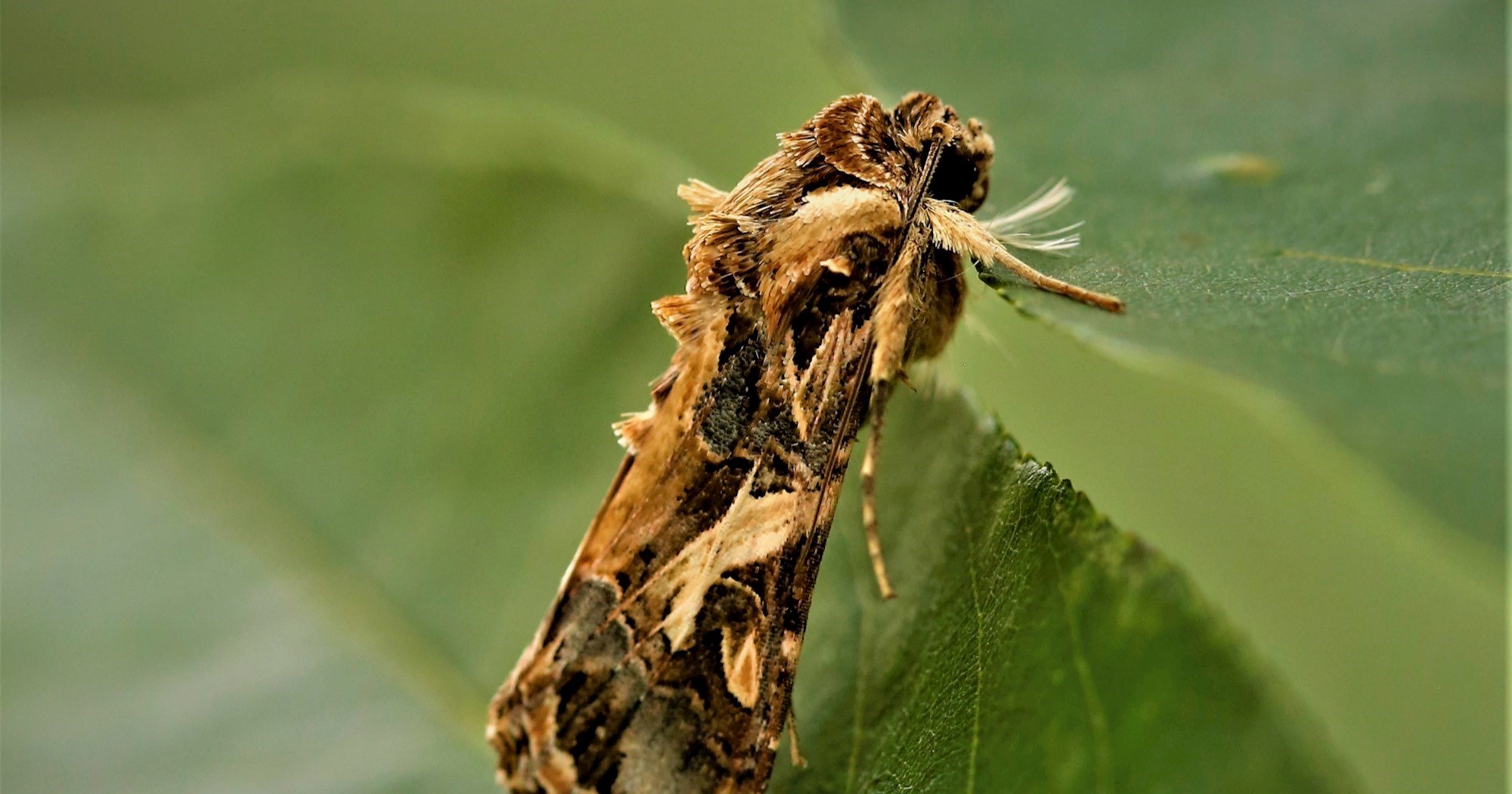 Izraelski znanstvenici: Otkrili smo dokaz da biljke i kukci komuniciraju zvukom