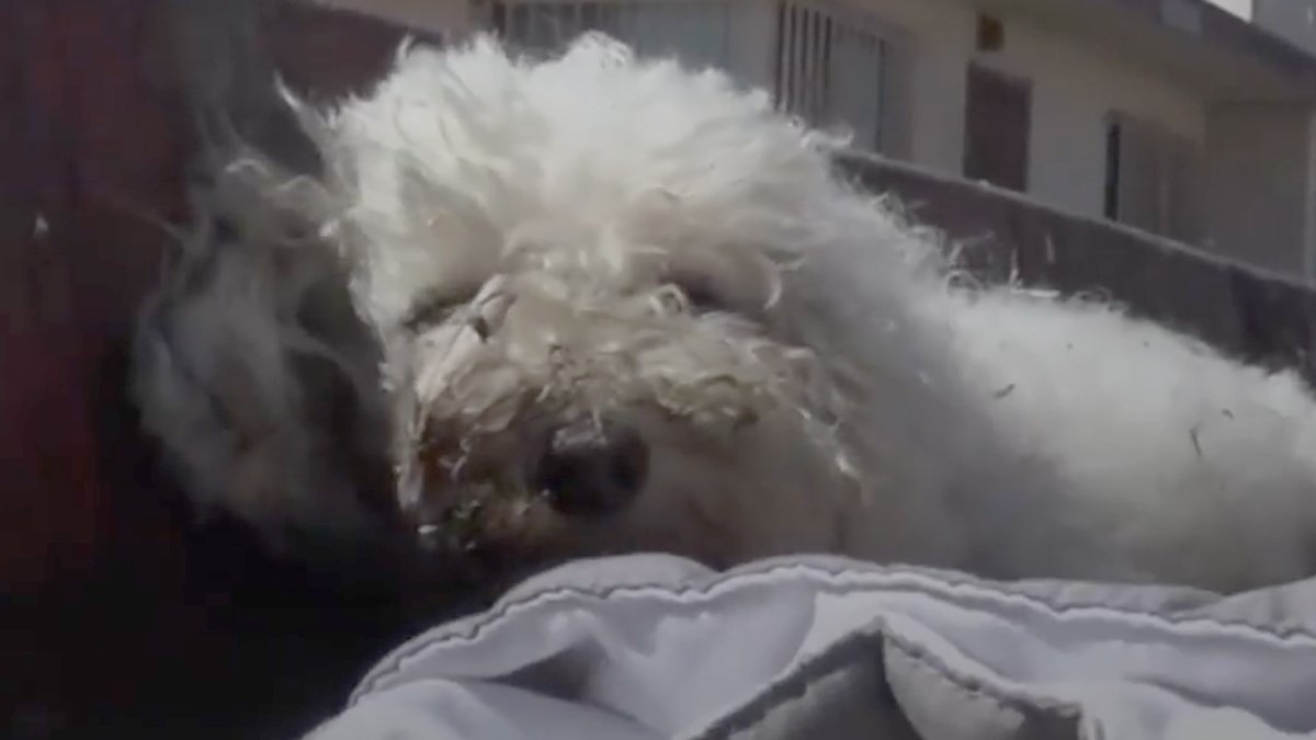 Ostavili su ozlijeđenu kujicu nasred autoceste kao da se radi o igrački