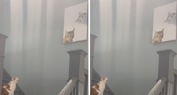 Mačka na zidu ugledala fotografiju sebe i svog brata pa oduševila tisuće