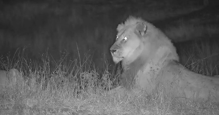 Lovci namamili i ubili lava Blondieja kojeg su pratili stručnjaci s Oxforda