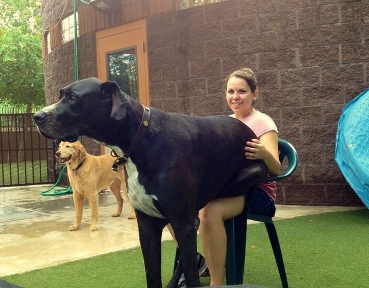 Ogromni psi nisu svjesni svoje veličine i misle da stanu vlasnicima u krilo