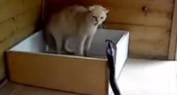 Nevjerojatna snimka: Kućna mačka otjerala agresivnu kobru