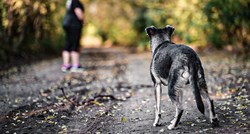 Veterinari o napadima pasa: Ne postoje opasne pasmine, samo neodgovorni vlasnici