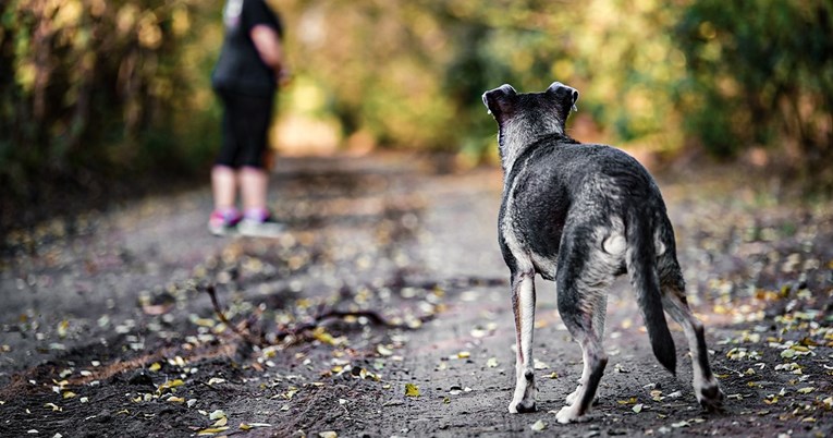 Veterinari o napadima pasa: 99% ugriza su počinili psi koje se ne smatra opasnima