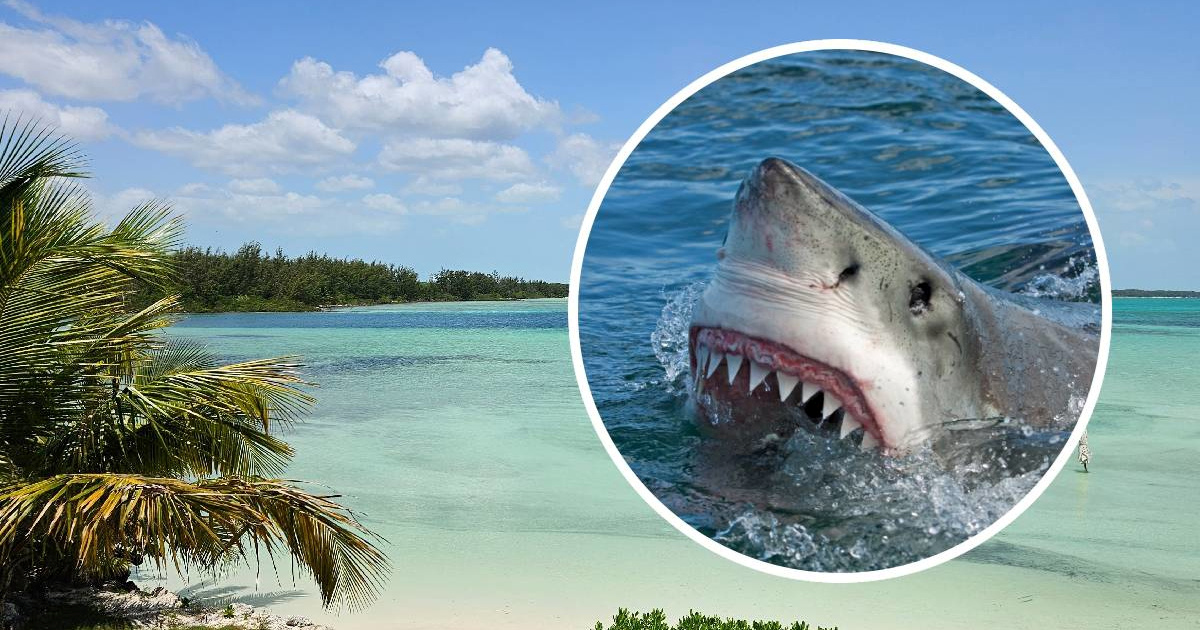 Morski psi na popularnoj turističkoj destinaciji pozitivni na kokain i lijekove