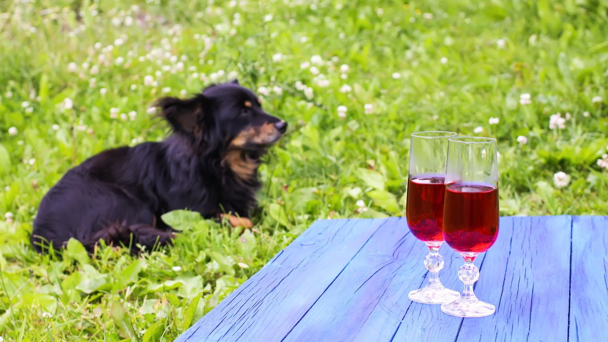 Čokolada i alkohol mogu biti smrtonosni za vaše ljubimce