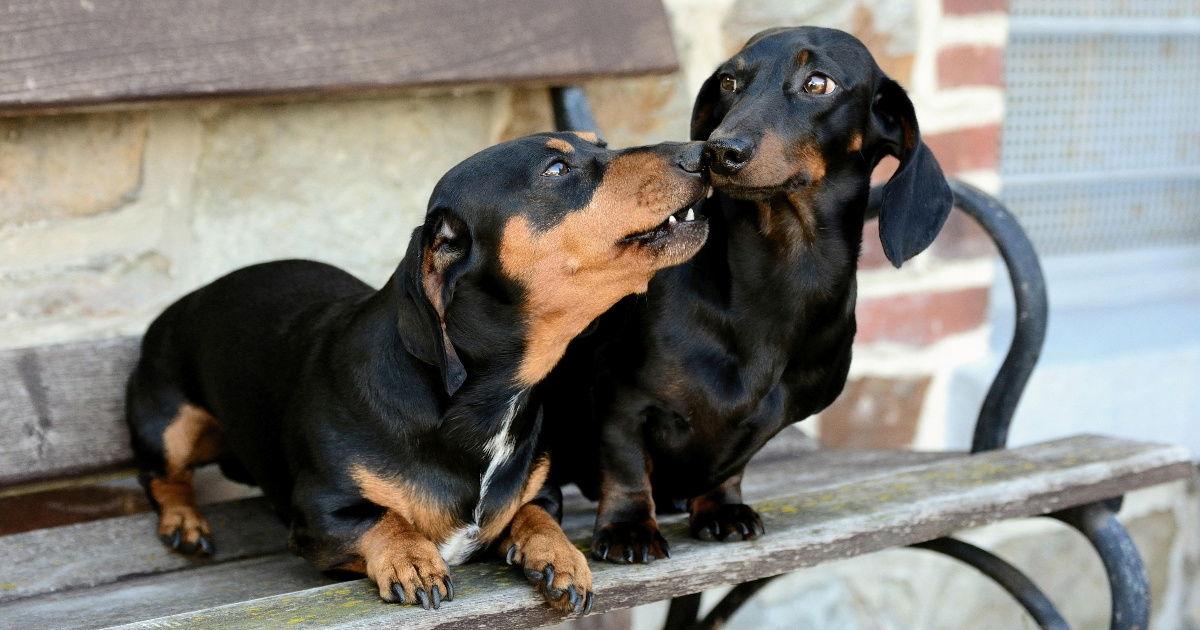 Jazavčari prvi put nakon više od 20 godina među pet najpopularnijih pasmina