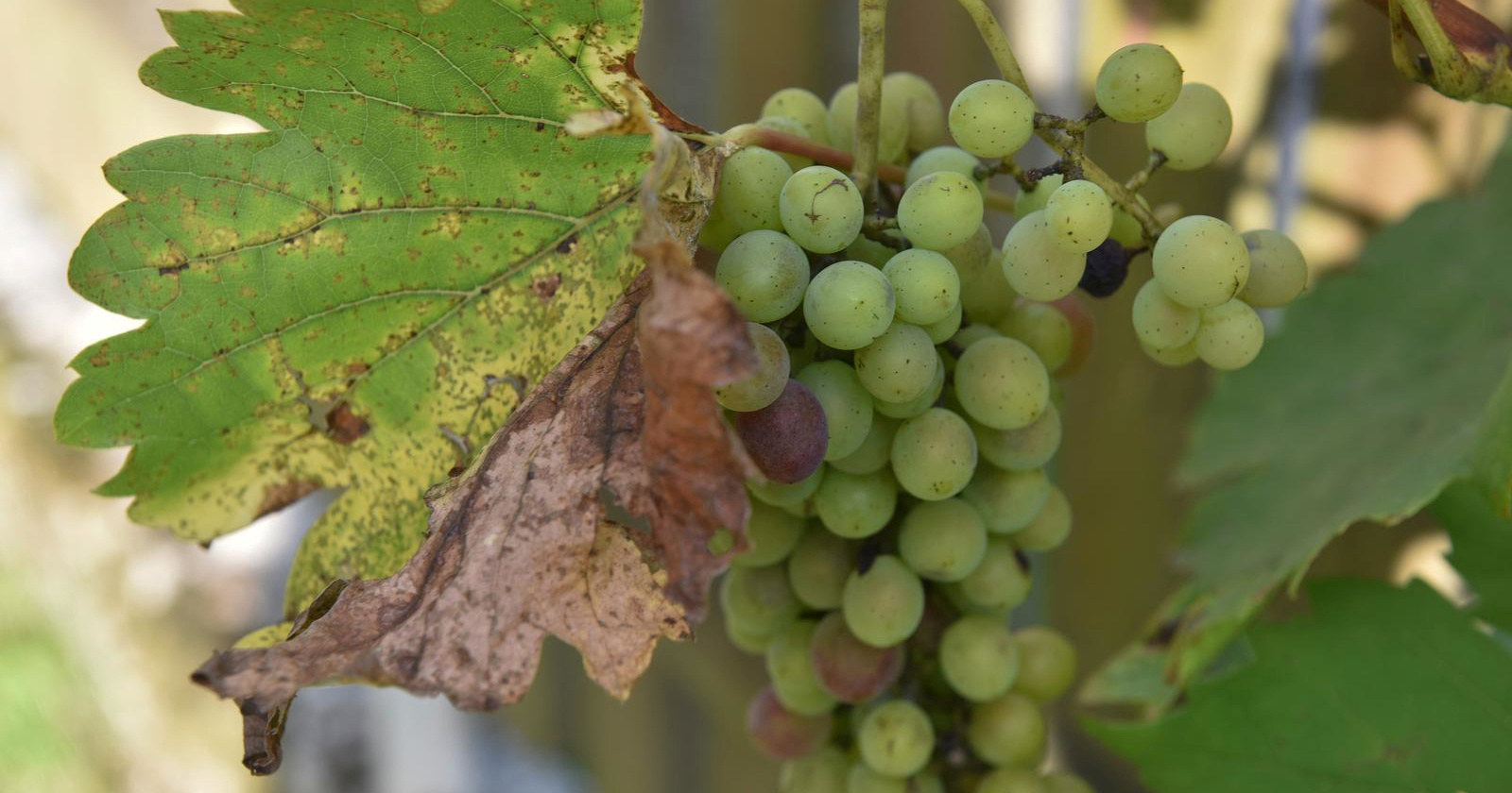 Vinogradari traže snažniju borbu protiv zlatne žutice