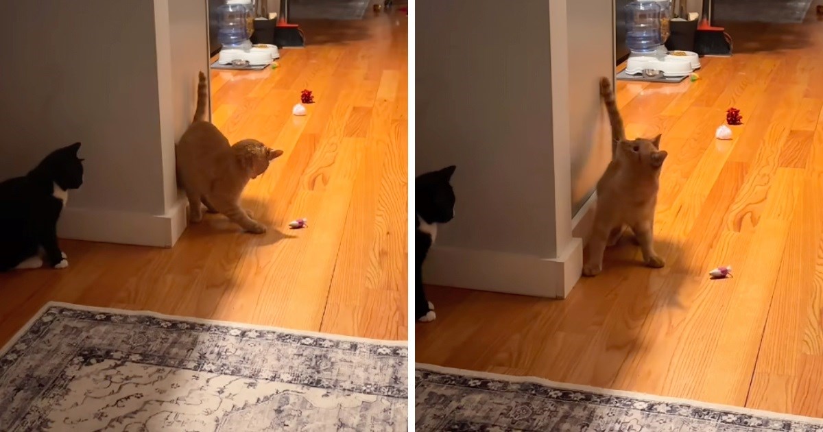 Slijepi mačak trudio se pronaći igračku, pogledajte reakciju kada je u tome i uspio