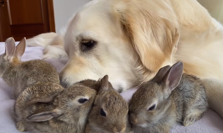 Zlatni retriver posvojio 22 dana stare zečiće, oni su sada uvjereni da im je pas mama