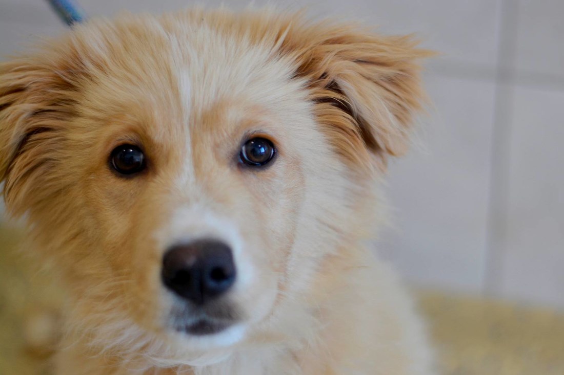 Umiljata kujica Zlatka čeka na udomljenje