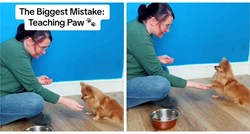 Ovo je najčešća greška koju ljudi rade kada uče svog psa ovaj jednostavni trik