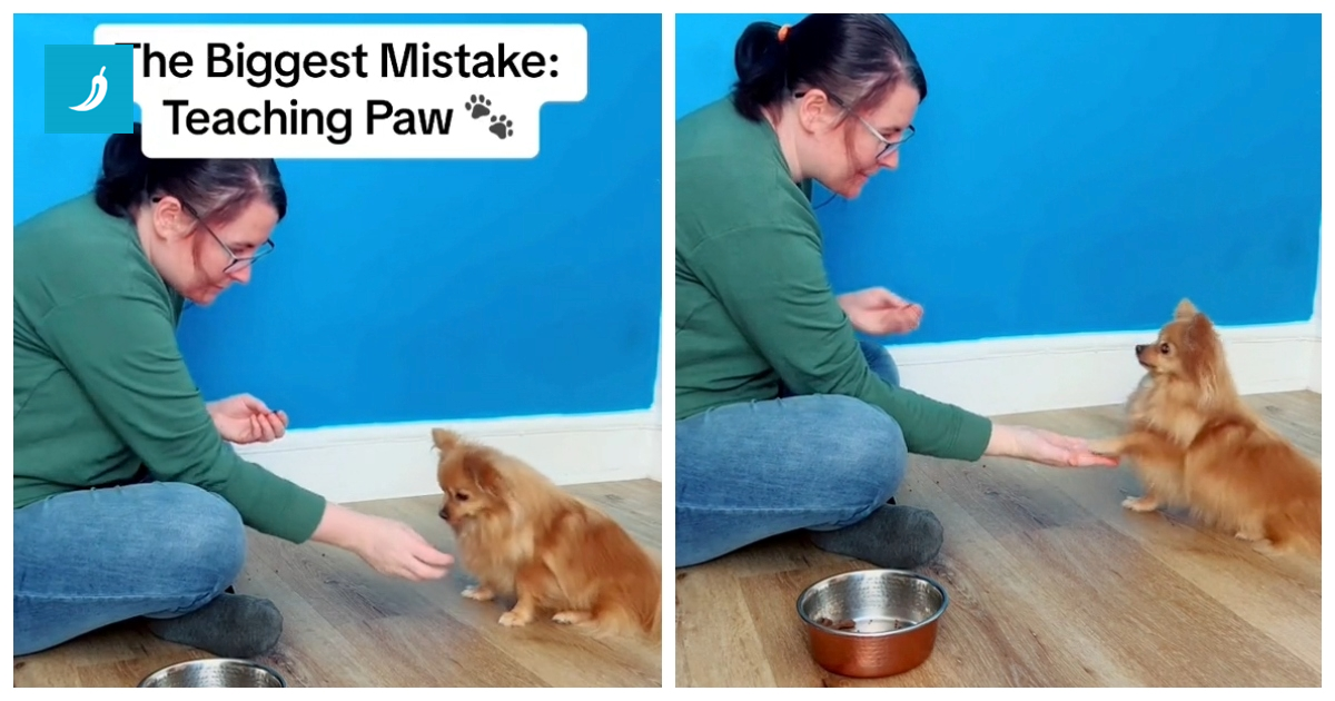 Ovo je najčešća greška koju ljudi rade kada uče svog psa ovaj jednostavni trik