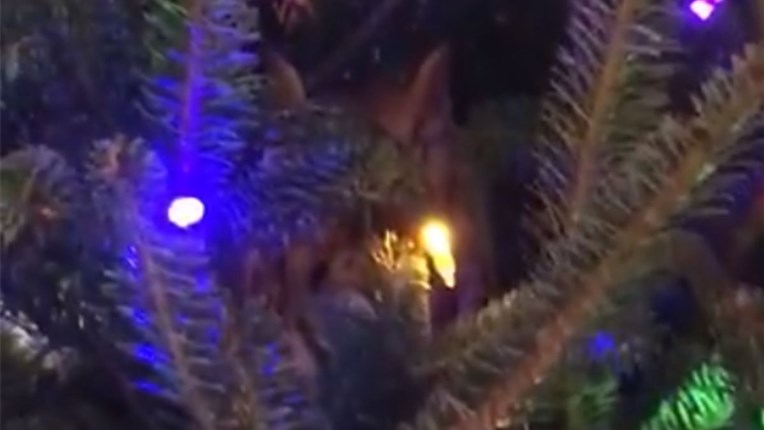 Ova obitelj se šokirala kad je shvatila tko se nalazi u njihovom božićnom drvcu
