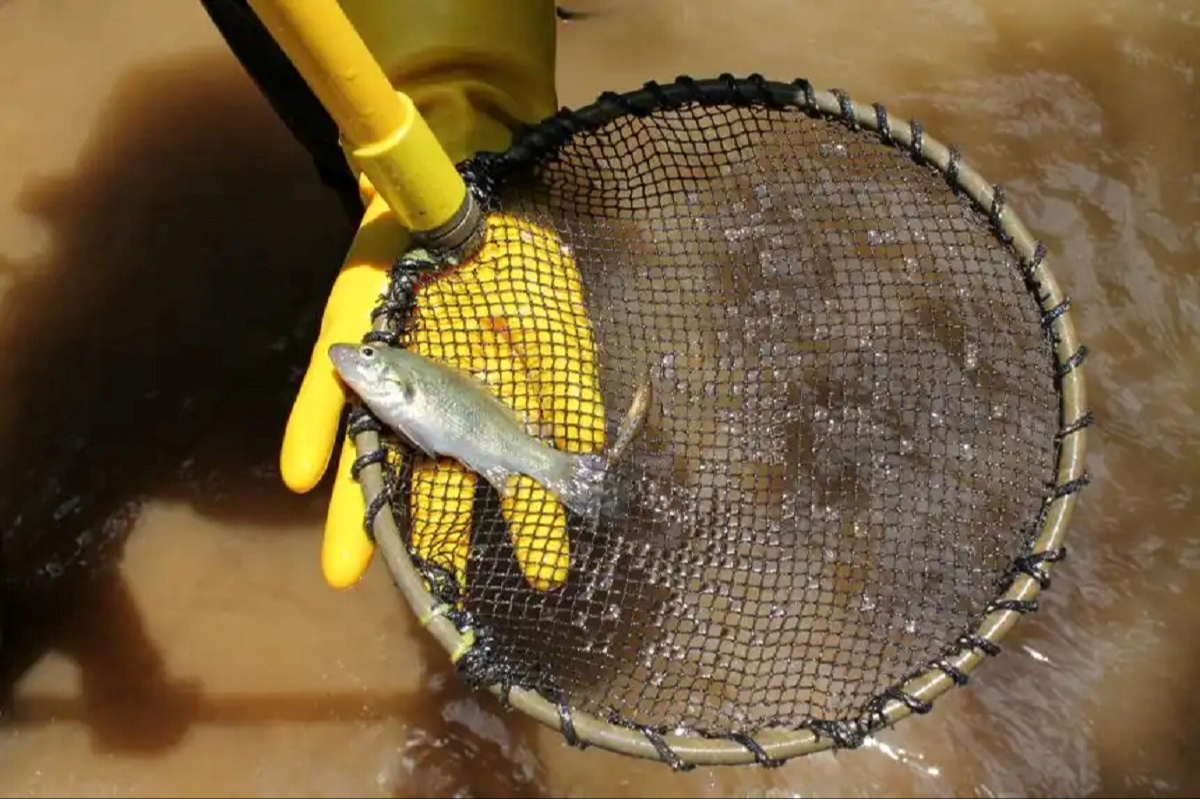 Drevna australska riba skrivena milijunima godina sada je pred izumiranjem