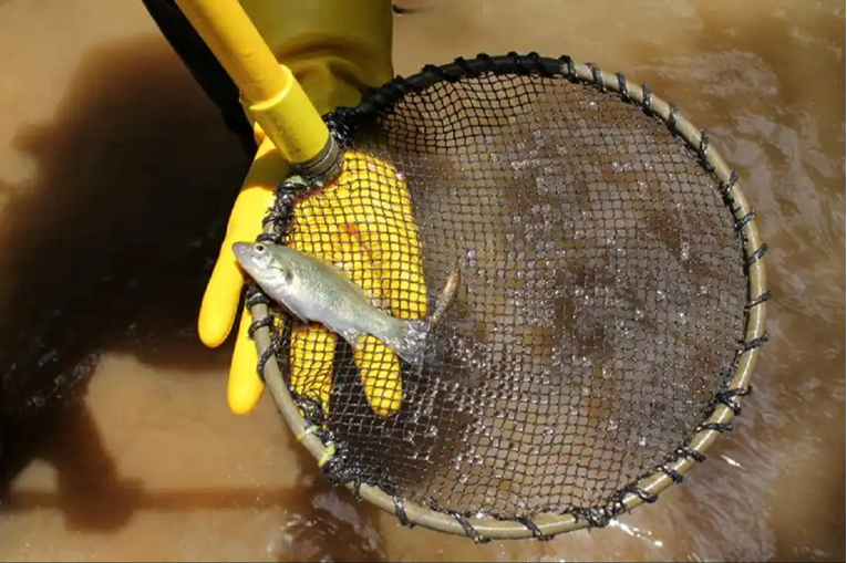 Drevna australska riba skrivena milijunima godina sada je pred izumiranjem