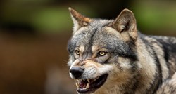 Stočari Filipoviću: Odštetu za napad vuka treba dići na tržišnu cijenu mesa