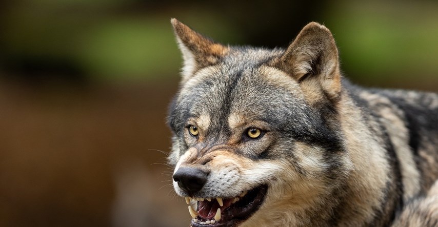 Stočari Filipoviću: Odštetu za napad vuka treba dići na tržišnu cijenu mesa