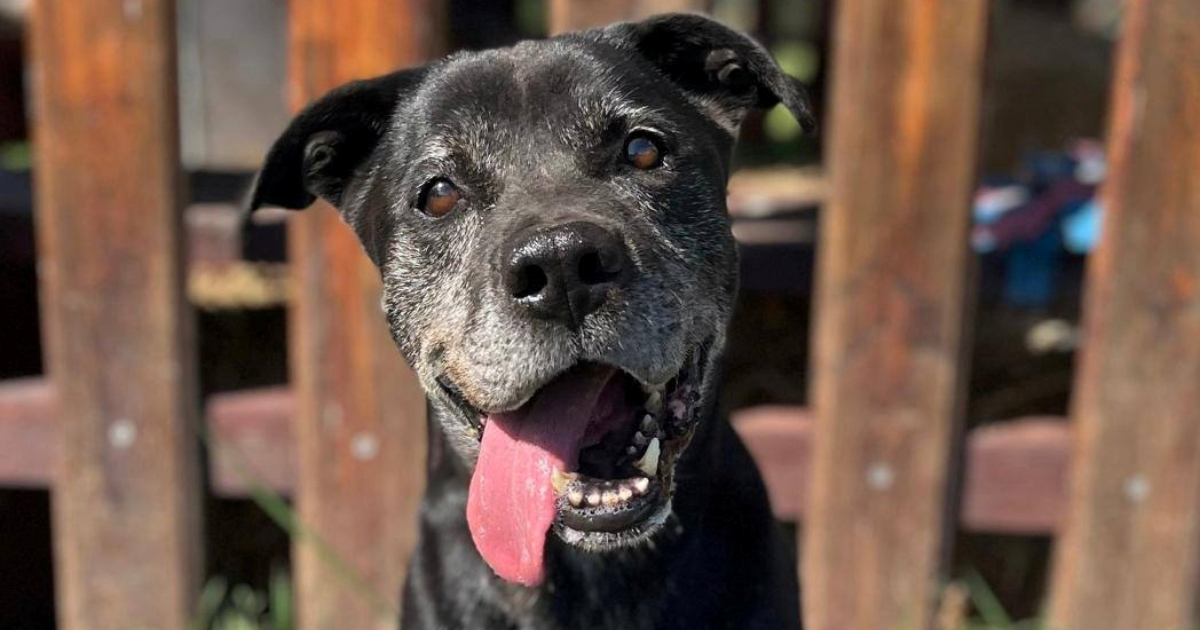 Pas iz Dumovca godinama čeka priliku: "Njegova priča još nikoga nije dirnula"