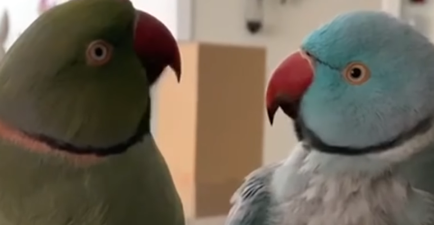 Slatki papagaj tješi svog bolesnog brata na najljepši način