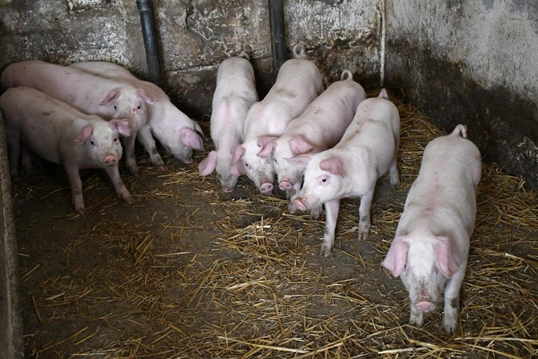 Ministarstvo objavilo promjene oko mjera protiv afričke svinjske kuge