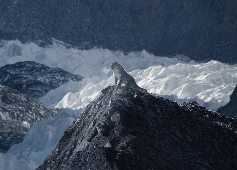 Nevjerojatne fotke snježnog leoparda snimljenog na Mount Everestu oduševile internet