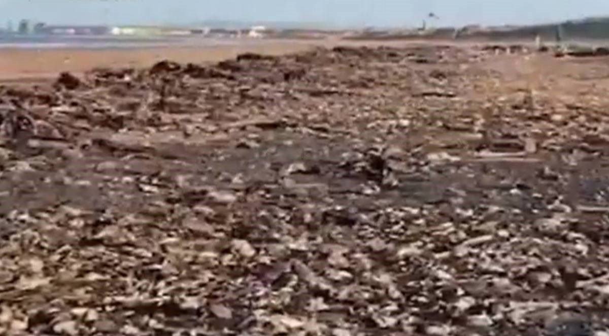 Tisuće mrtvih morskih životinja na engleskim plažama, ekolozi ne znaju zašto