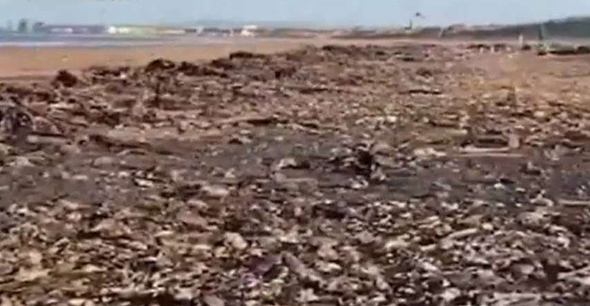 Tisuće mrtvih morskih životinja na engleskim plažama, ekolozi ne znaju zašto