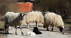 Grom udario ovce na Braču, više od 40 ih je mrtvo: "U šoku sam, ostao sam bez ičega"