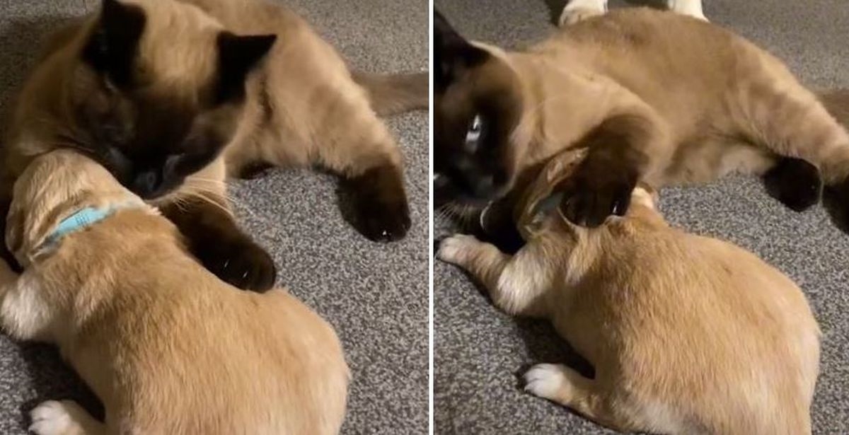 Video mačke koja tješi ucviljeno štene je hit, ljudi pišu: Bit će najbolja dadilja