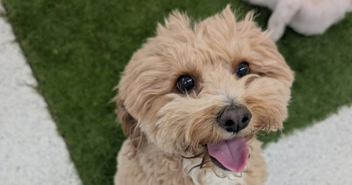 Vlasnica se brinula da je njezin pas nesretan u vrtiću, a onda je vidjela slike