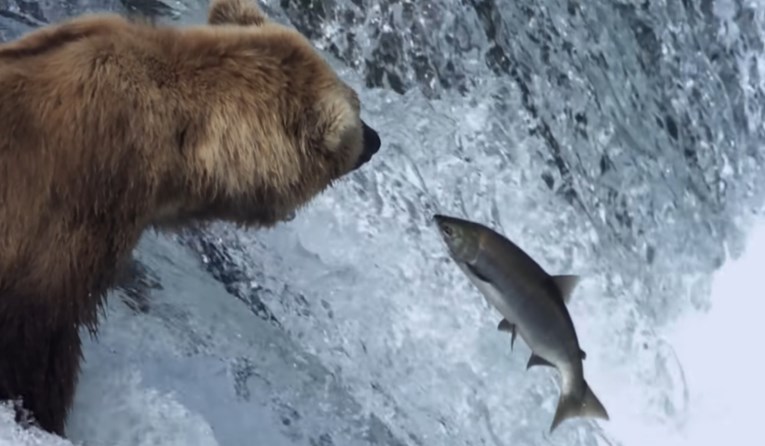 U mozgovima lososa otkriveni lijekovi protiv anksioznosti