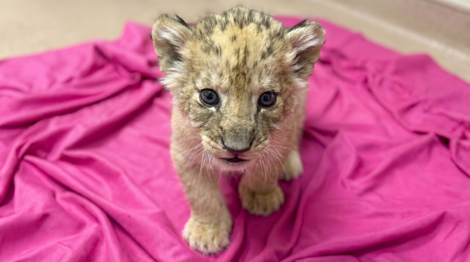 VIDEO Mladunče lava shvatilo da može rikati, zvuči preslatko